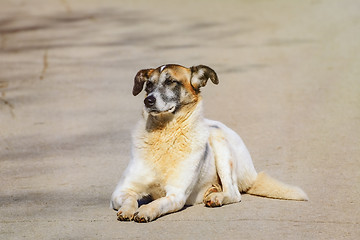 Image showing Mongrel Dog