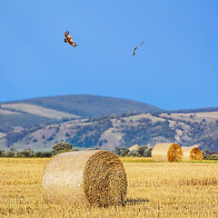 Image showing Haystacks on Field