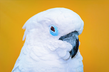 Image showing The Cockatoo Parrot