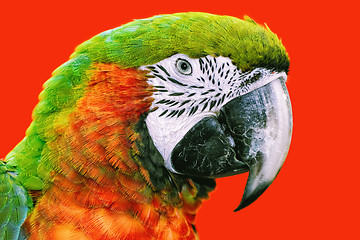 Image showing The Macaw Parrot