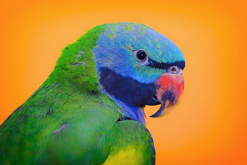 Image showing Lord Derbys Parakeet