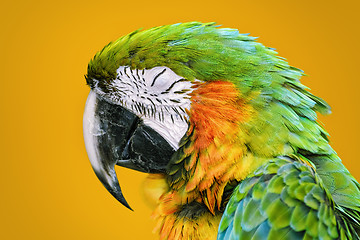 Image showing The Macaw Parrot