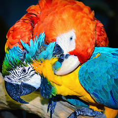 Image showing Macaw Parrots