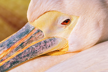 Image showing Portrait of Pelican