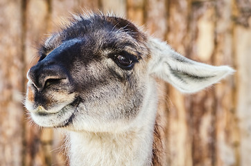 Image showing Portrait of Llama