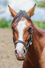 Image showing Portrait of a Horse