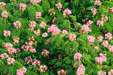 Image showing Blooming Acacia