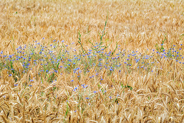 Image showing Cornflowers in Rye