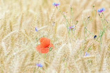 Image showing Poppy in the Rye