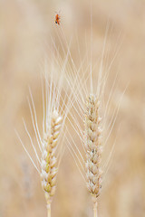 Image showing Spikelets of Rye