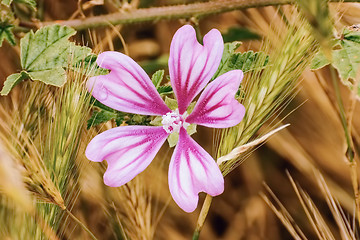 Image showing Flower among the Wheat