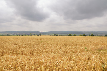 Image showing Field of Rye
