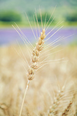 Image showing Spikelet of Rye