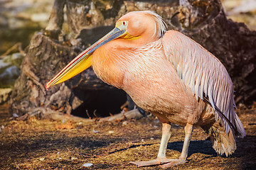 Image showing Pelican on the Ground