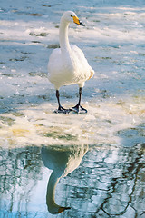 Image showing Swan on Ice