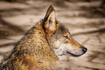 Image showing Portrait of Wolf