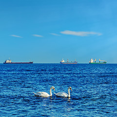 Image showing White Swans in the Black Sea