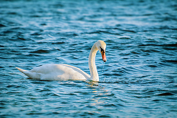 Image showing White Swan on Black Sea