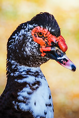 Image showing Portrait of Muscovy Duck