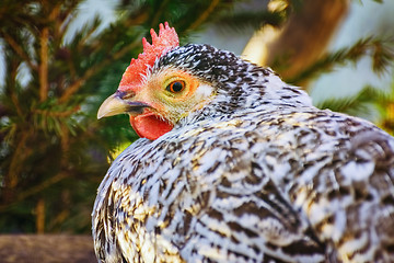 Image showing Portrait of Hen