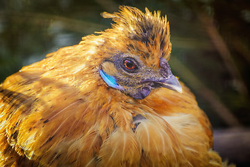 Image showing Portrait of Hen