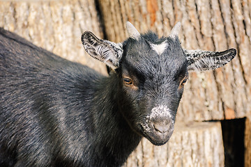 Image showing Portrait of Goat