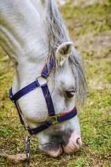 Image showing Portrait of Horse