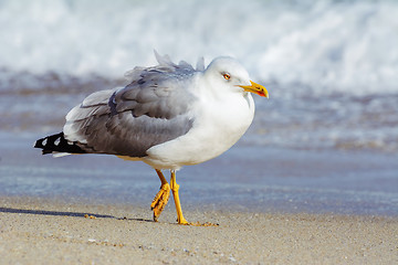 Image showing Seagull on the Beach