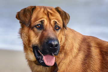 Image showing Portrait of Dog