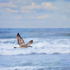 Image showing flying Young Seagull 