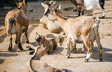 Image showing A herd of goats, close-up  