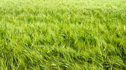 Image showing young wheat on farm land