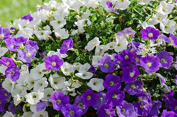 Image showing Beautiful white and purple petunia flowers close up