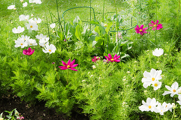 Image showing White  flower on a bed with other plants, close-up 