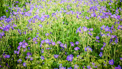 Image showing Beautiful purple meadow flowers, close-up  