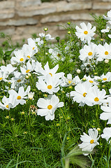 Image showing White  flower on a bed with other plants, close-up 