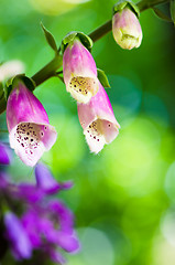 Image showing Beautiful flowers purple Foxglove