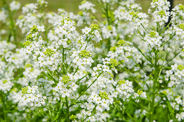 Image showing Small white flowers of horseradish, close-up  