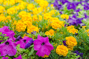 Image showing Background of multicolored flowers in summer  