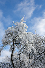 Image showing winter in sweden with snow on the top of the tree