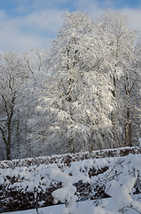 Image showing winter in sweden with snow on the tree