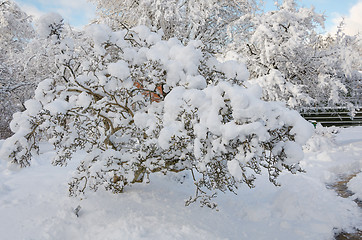 Image showing winter in sweden with a lot of snow 