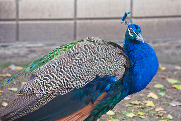 Image showing peacock in a sunny day