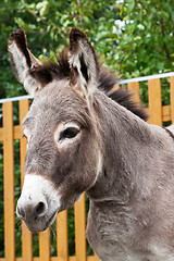 Image showing Donkey closeup portrait 