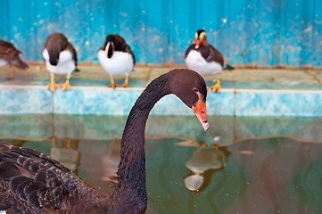 Image showing Swimming black swan