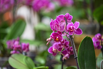 Image showing pink orchids at botanical