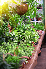 Image showing many flowers at garden 