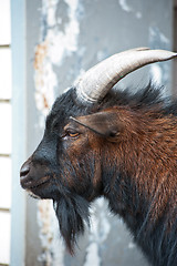 Image showing Sheep ram closeup portrait