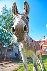 Image showing Donkey closeup portrait 