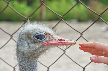 Image showing Woman hand and ostrich 